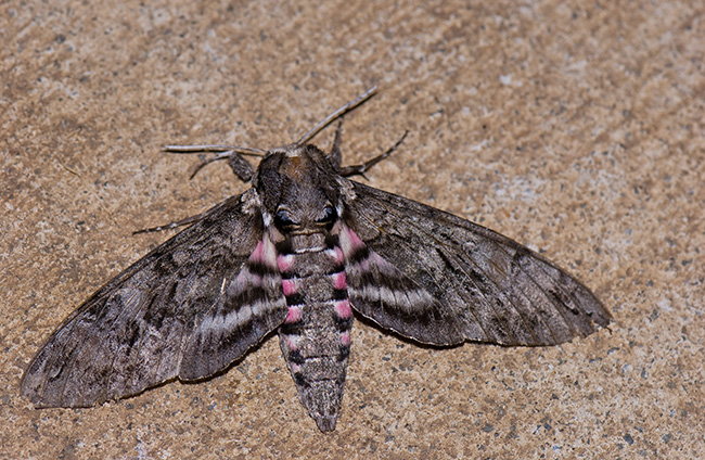 Pink-spotted Hawkmoth