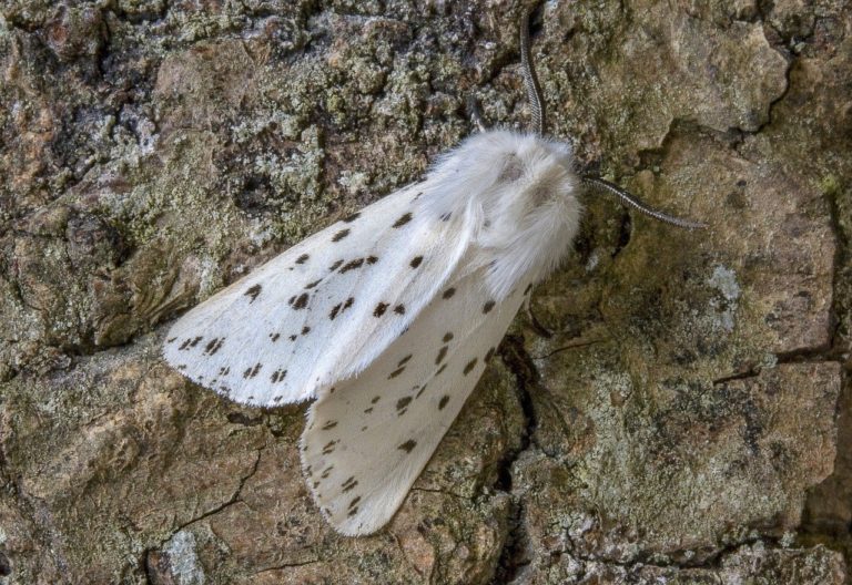 White Ermine Moth Identification, Life Cycle, Facts & Pictures