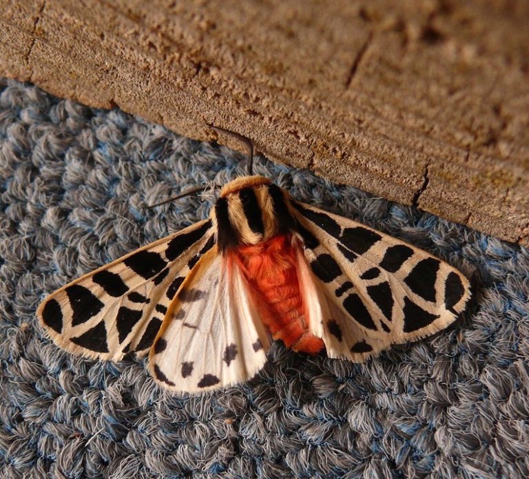Mexican Tiger Moth– Identification, Life Cycle, Facts & Pictures