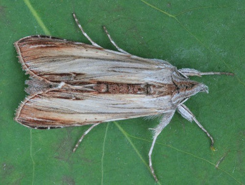 Brown Hooded Owlet Moth– Identification, Life Cycle, Facts & Pictures