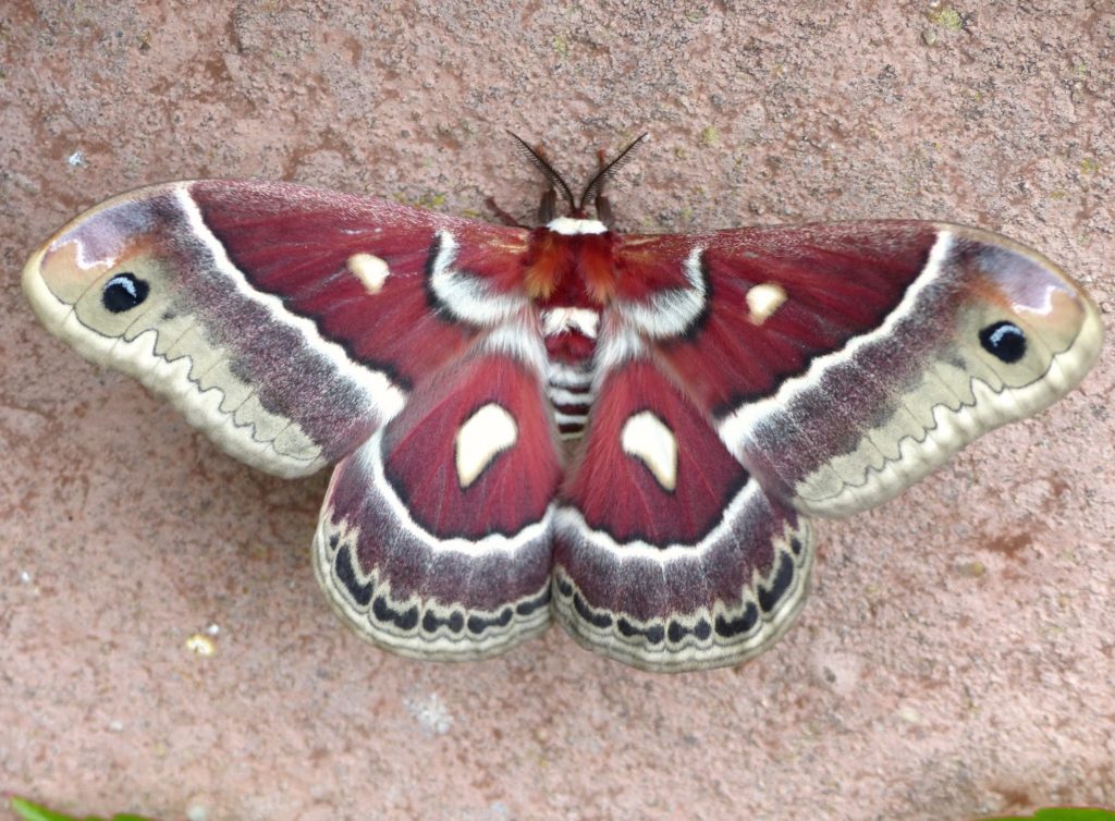Glover’s Silk Moth– Identification, Life Cycle, Facts & Pictures