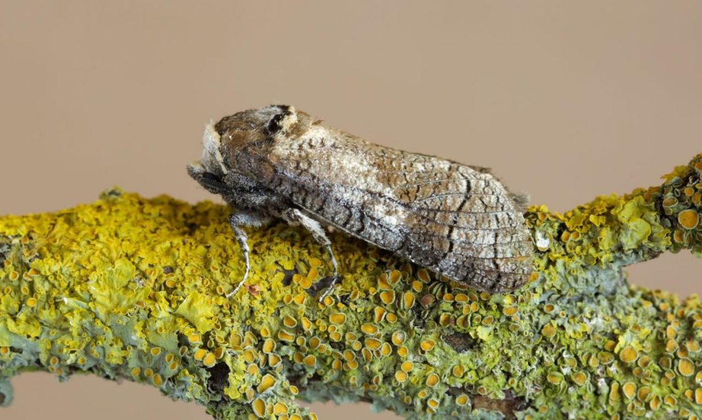 Goat Moth – Identification, Life Cycle, Facts & Pictures