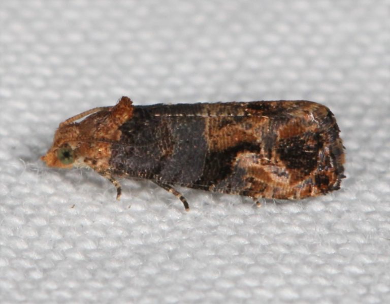 Grape Berry Moth Identification, Life Cycle, Facts & Pictures