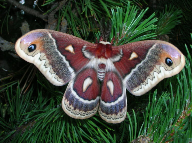 Glover’s Silk Moth– Identification, Life Cycle, Facts & Pictures