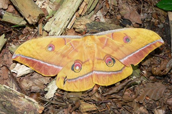 Saturniid moth with fake eyes, Automeris cinctistriga or v…