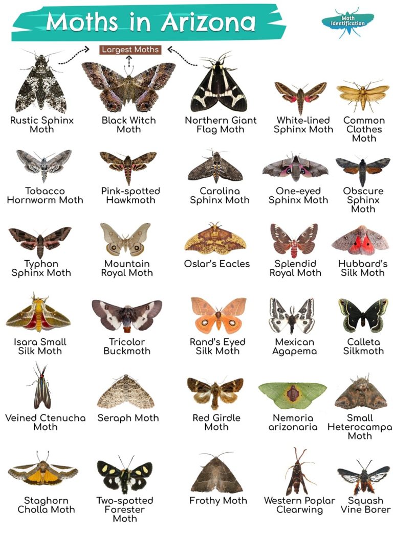 Types of Moths in Arizona
