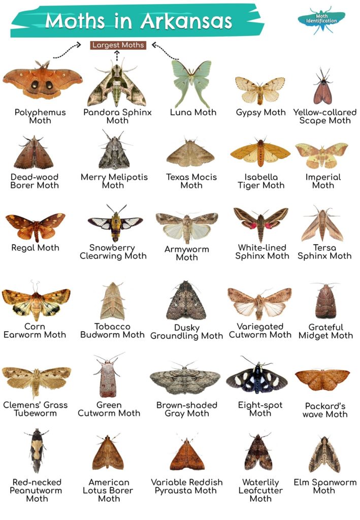 Types of Moths in Arkansas