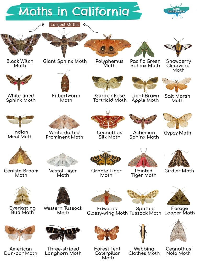 Types of Moths in California