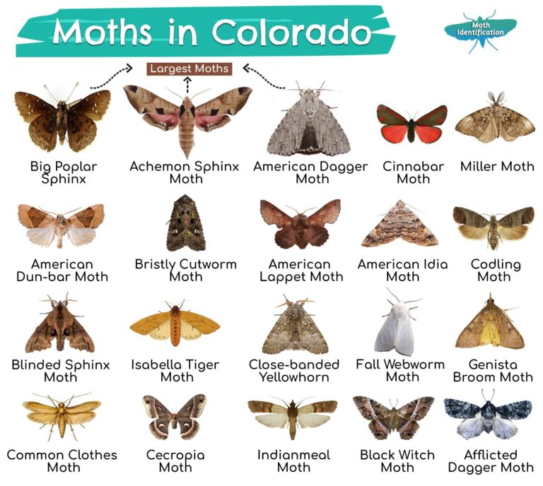 Types of Moths in Colorado