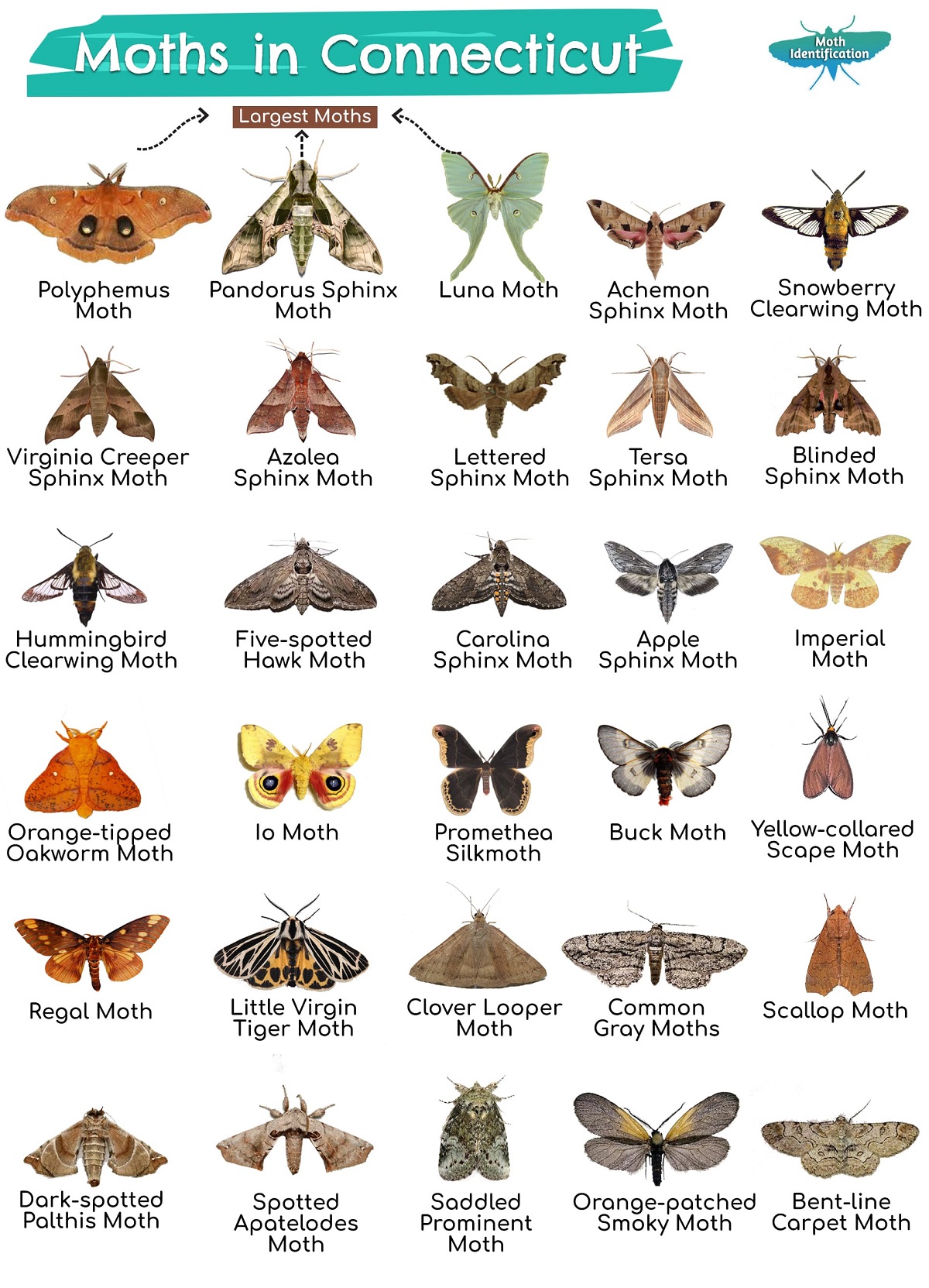 Types of Moths in Connecticut