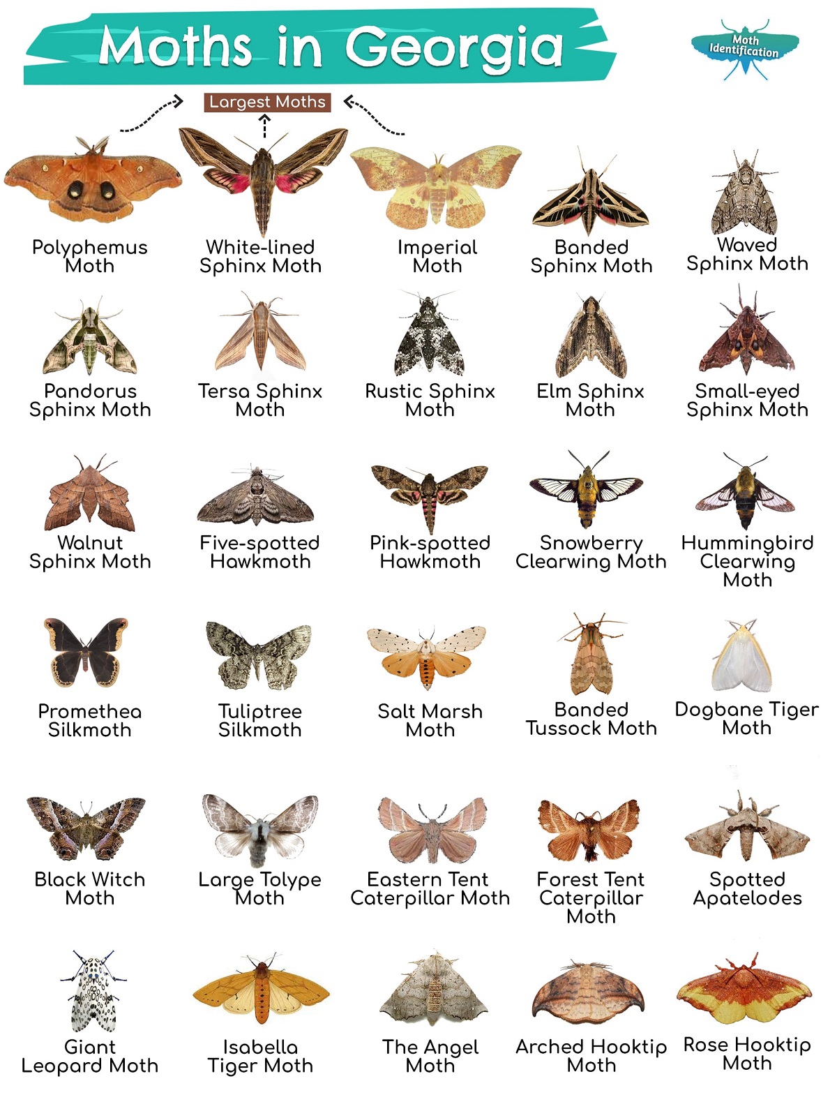 Types of Moths in Georgia