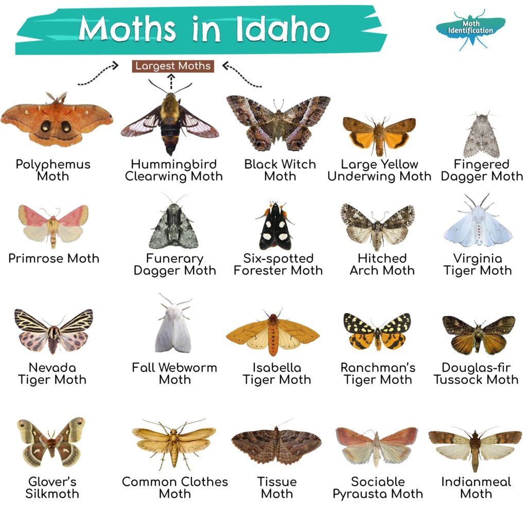 Types of Moths in Idaho