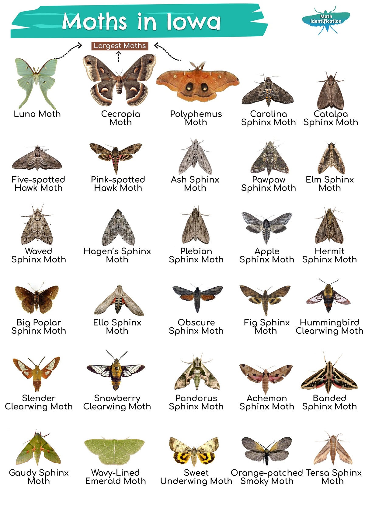 Types of Moths in Iowa