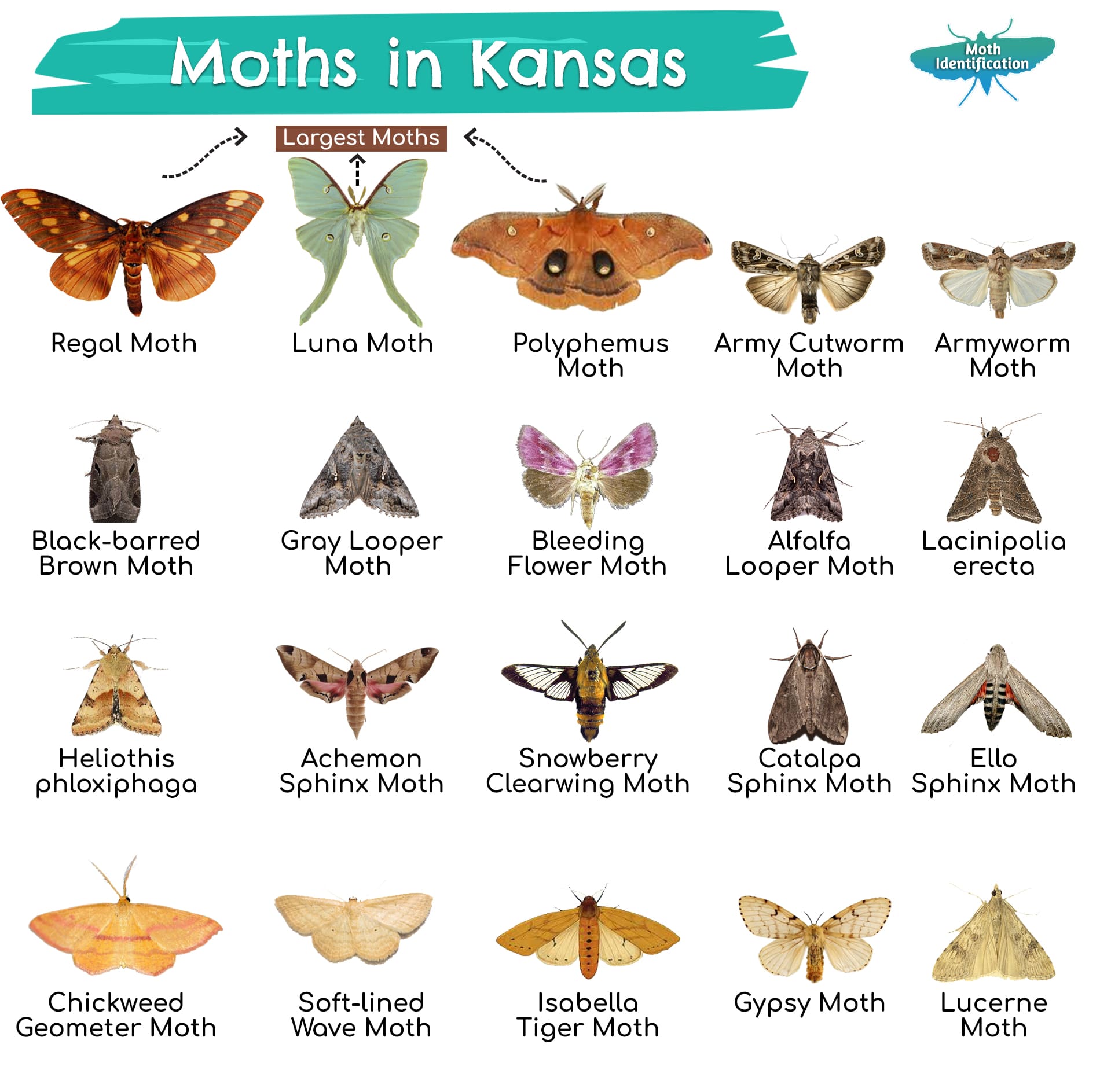 Types of Moths in Kansas