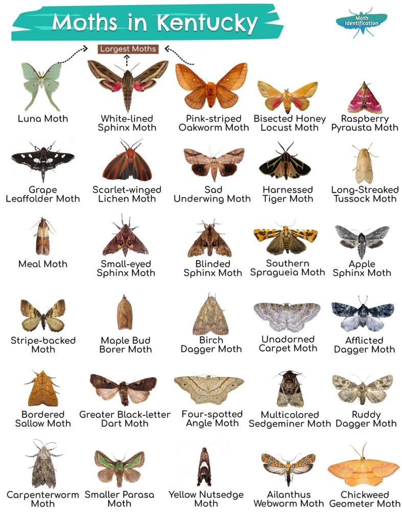 Types of Moths in Kentucky