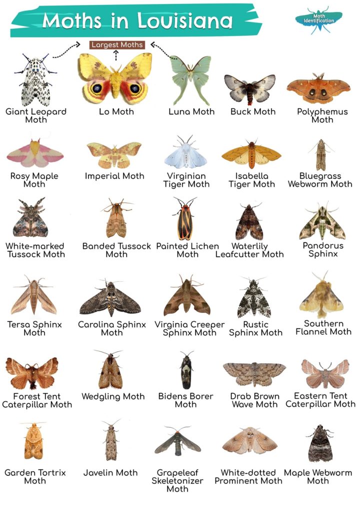 Types of Moths in Louisiana