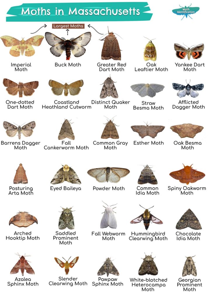 Types of Moths in Massachusetts