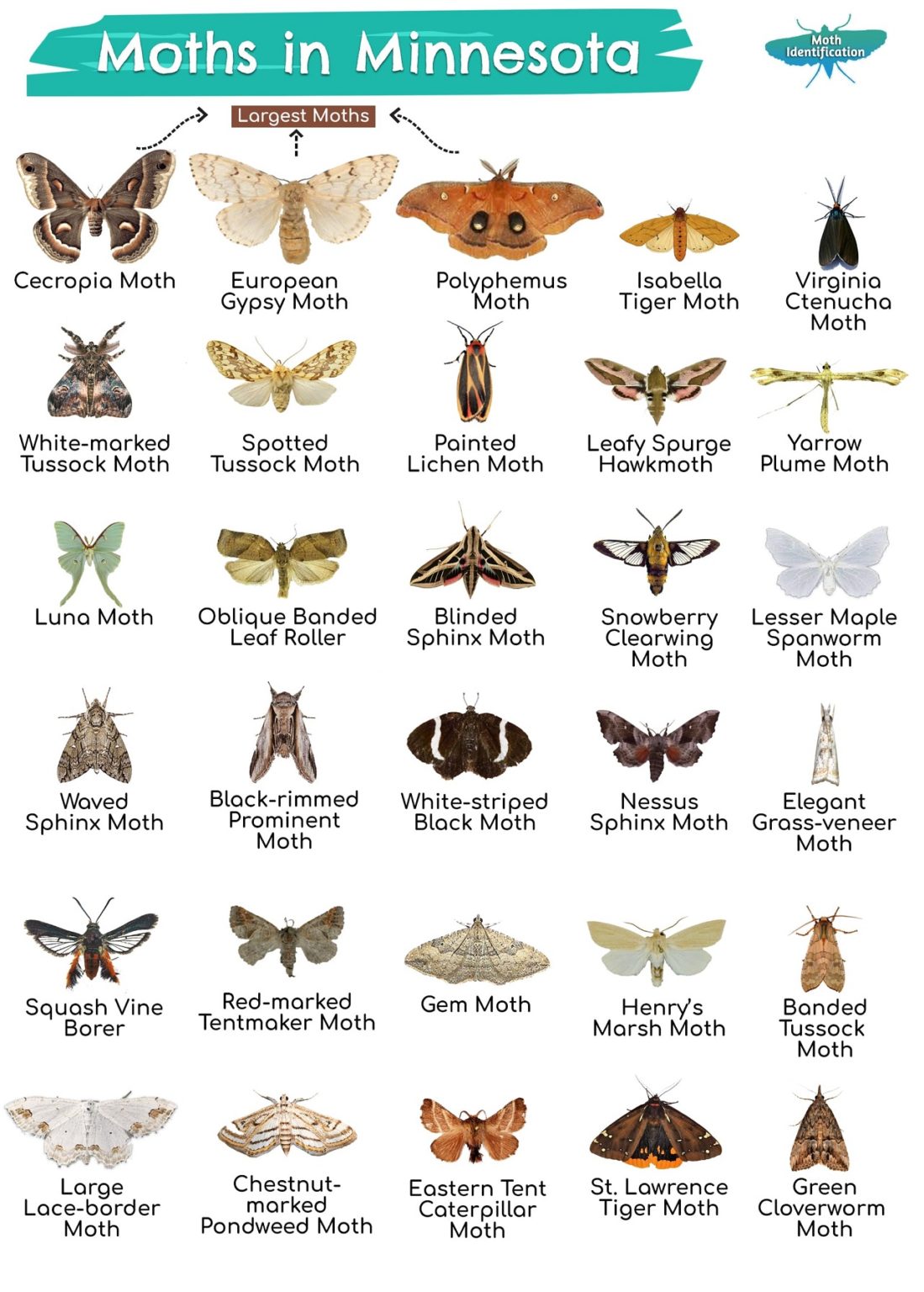 Types of Moths in Minnesota