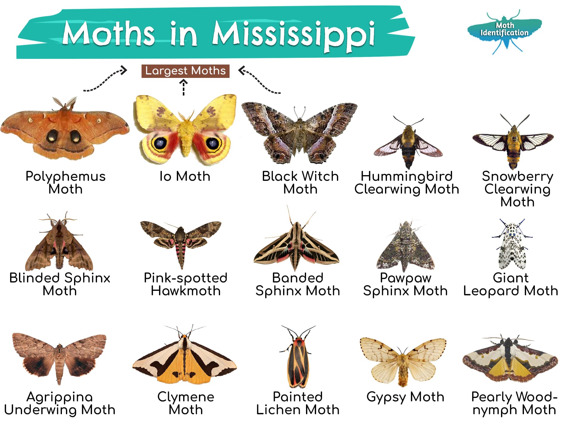 Types of Moths in Mississippi