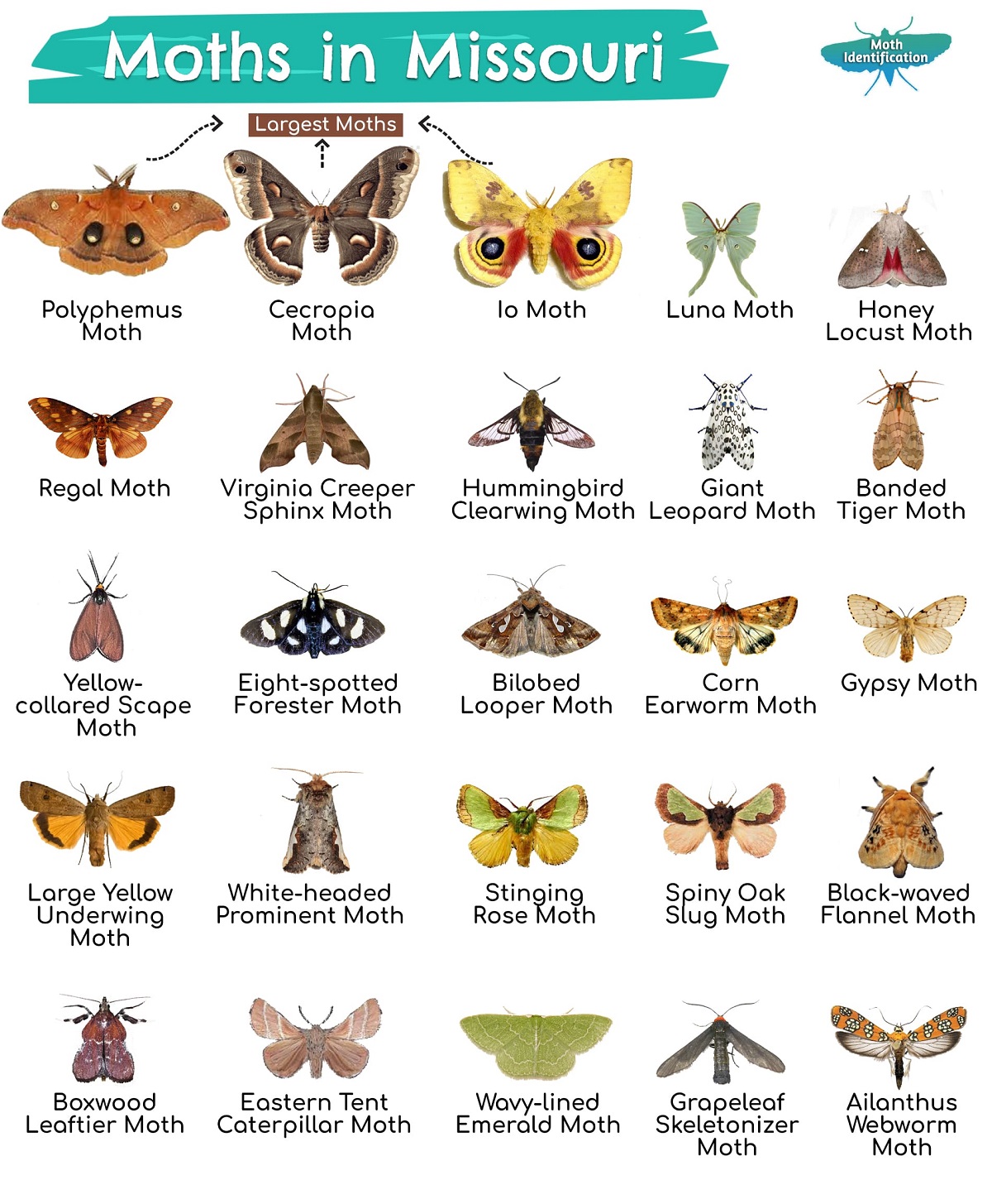 Types of Moths in Missouri