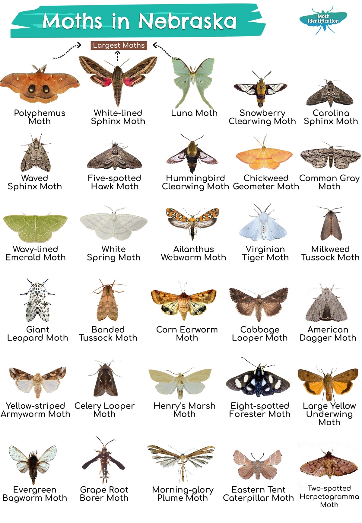 Types of Moths in Nebraska