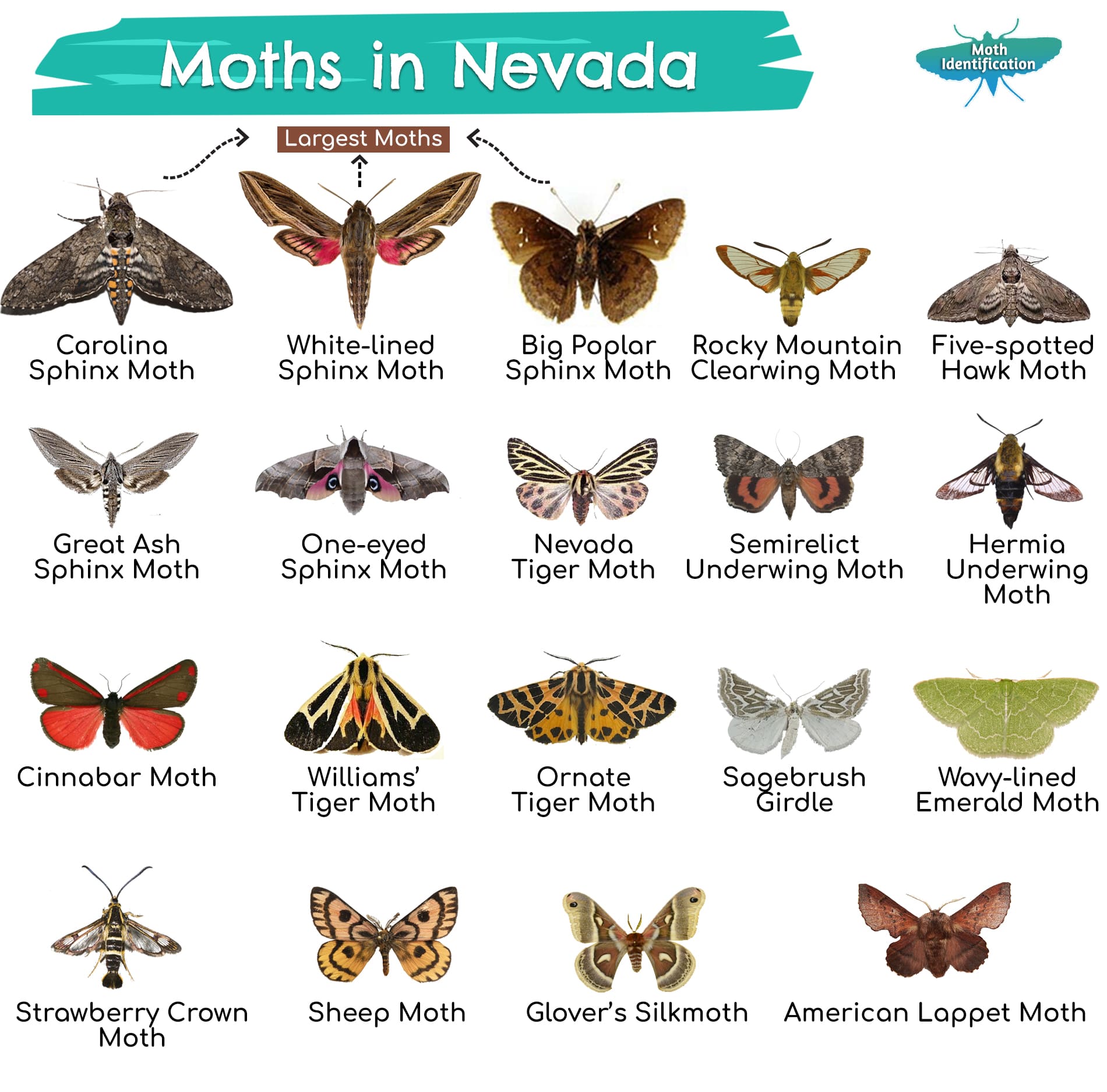 Types of Moths in Nevada