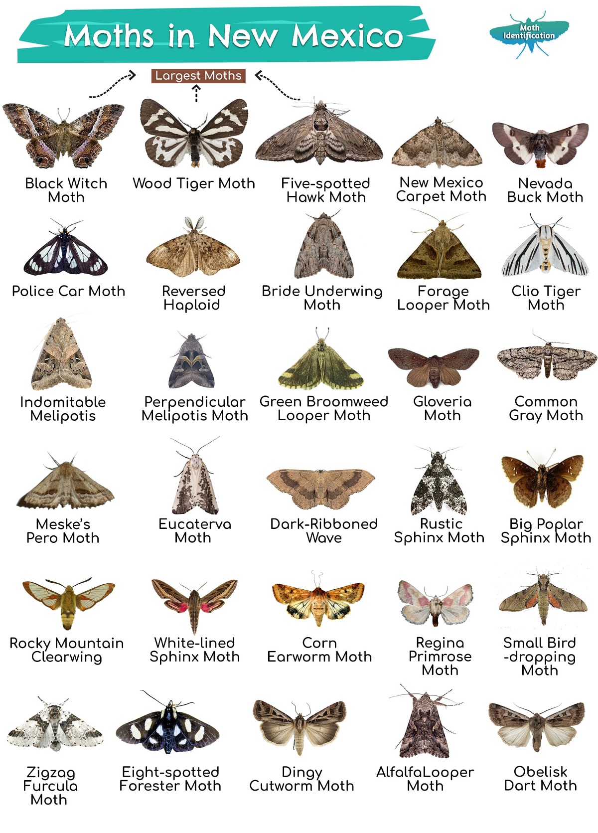 Types of Moths in New Mexico