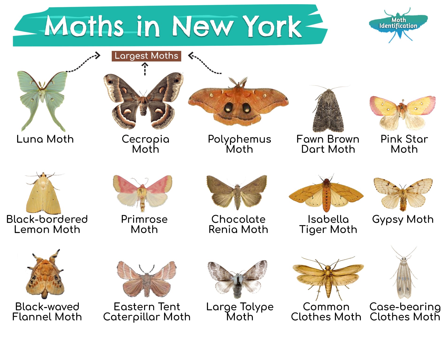 Types of Moths in New York