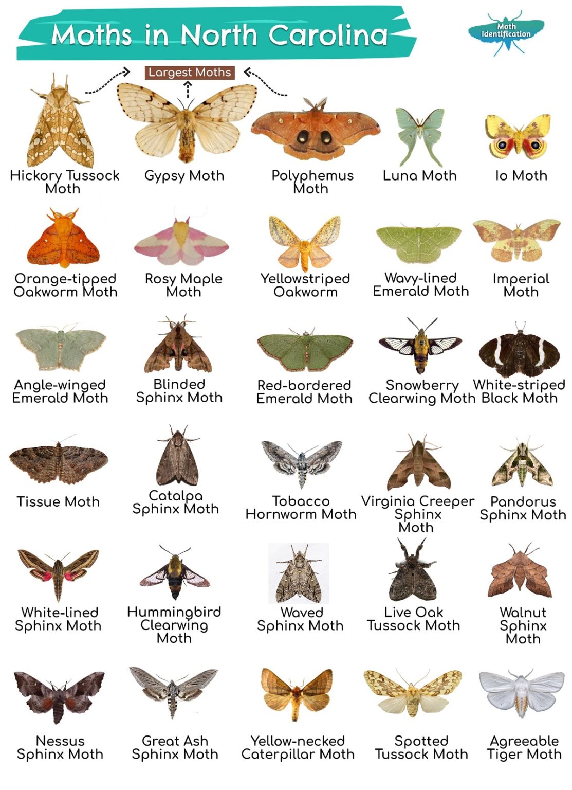 Types of Moths in North Carolina