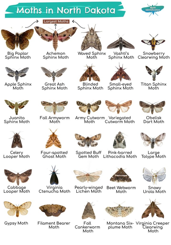 Types of Moths in North Dakota