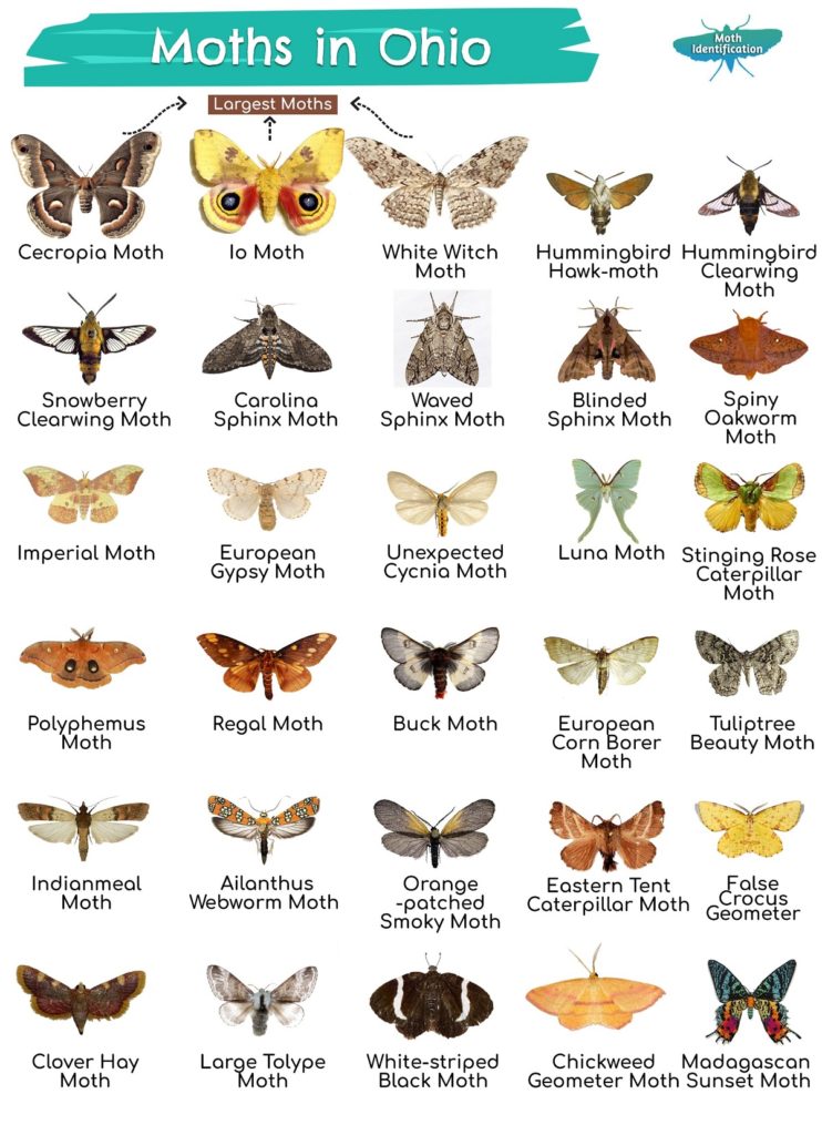 Types of Moths in Ohio