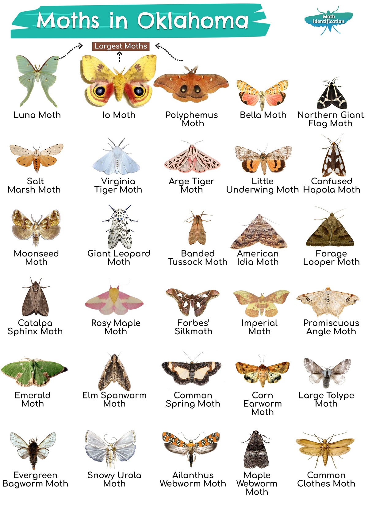 Types of Moths in Oklahoma