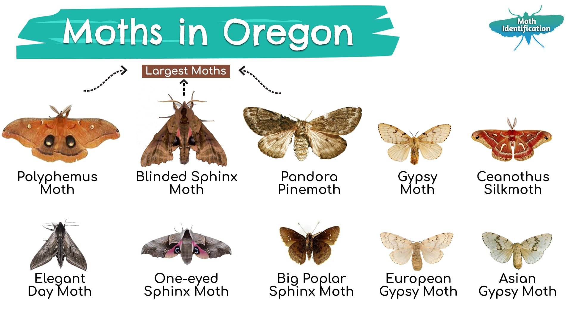 Types of Moths in Oregon