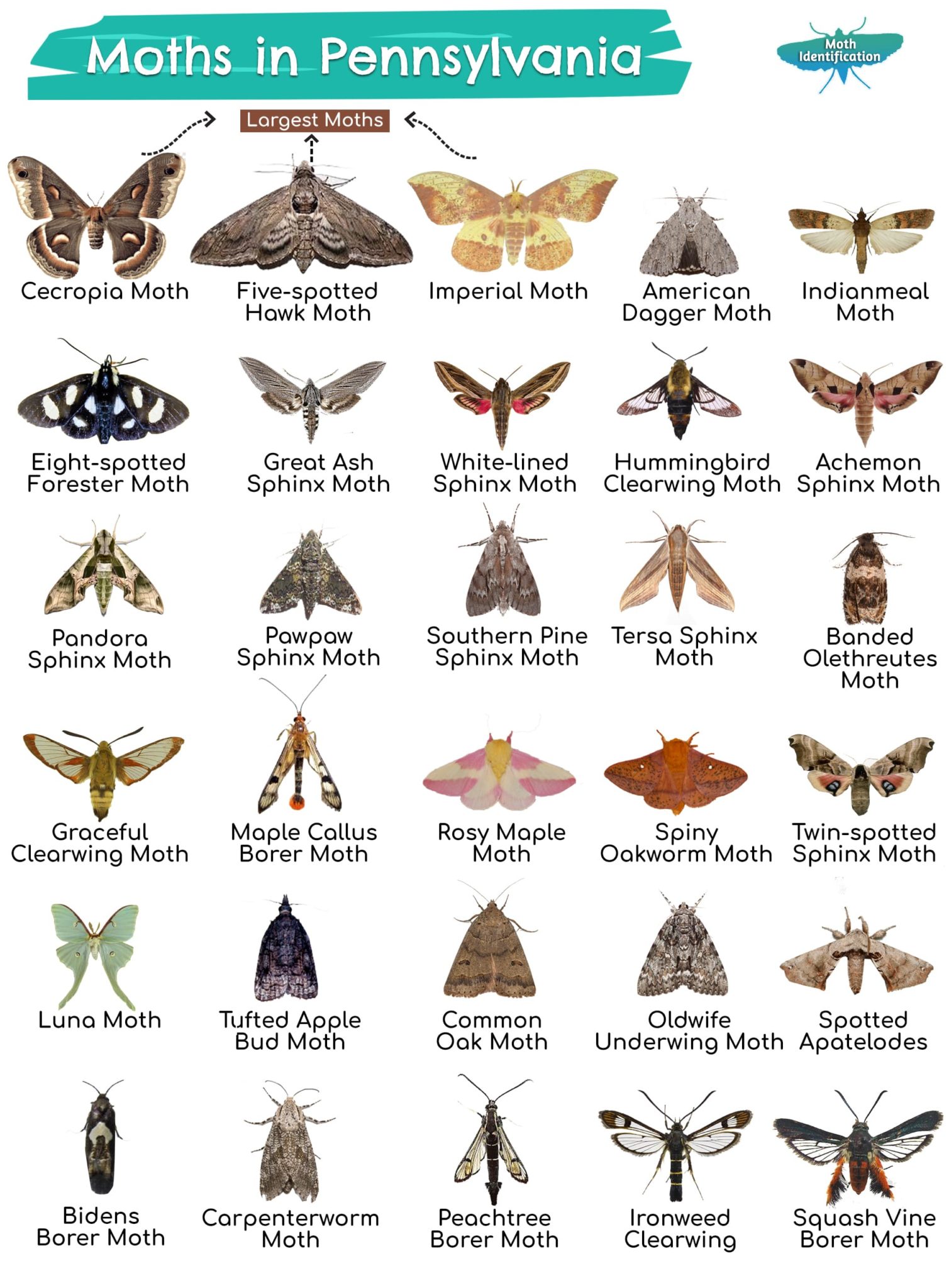 Types of Moths in Pennsylvania