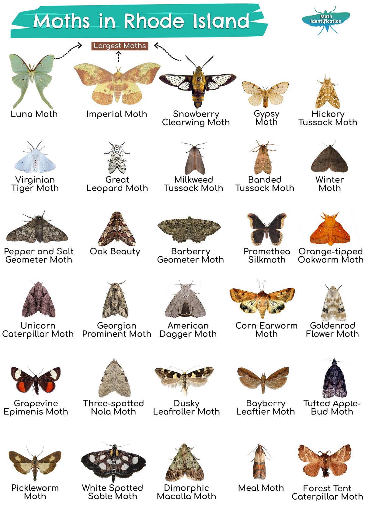 Types of Moths in Rhode Island