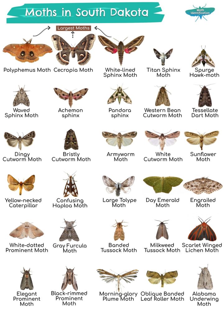 Types of Moths in South Dakota