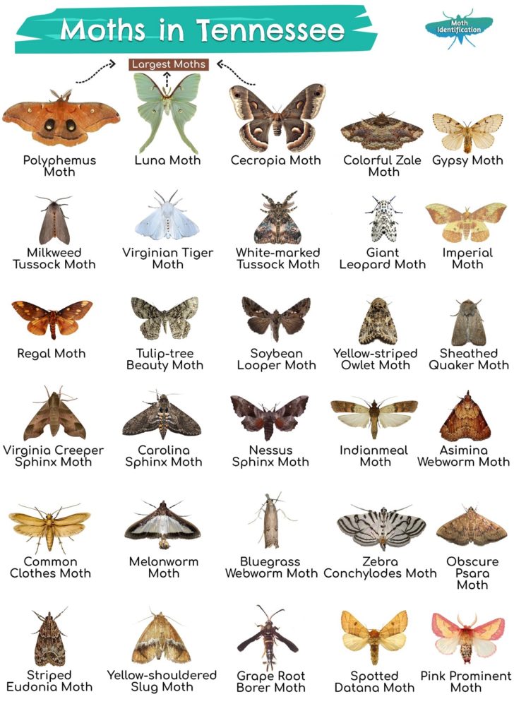 Types of Moths in Tennessee