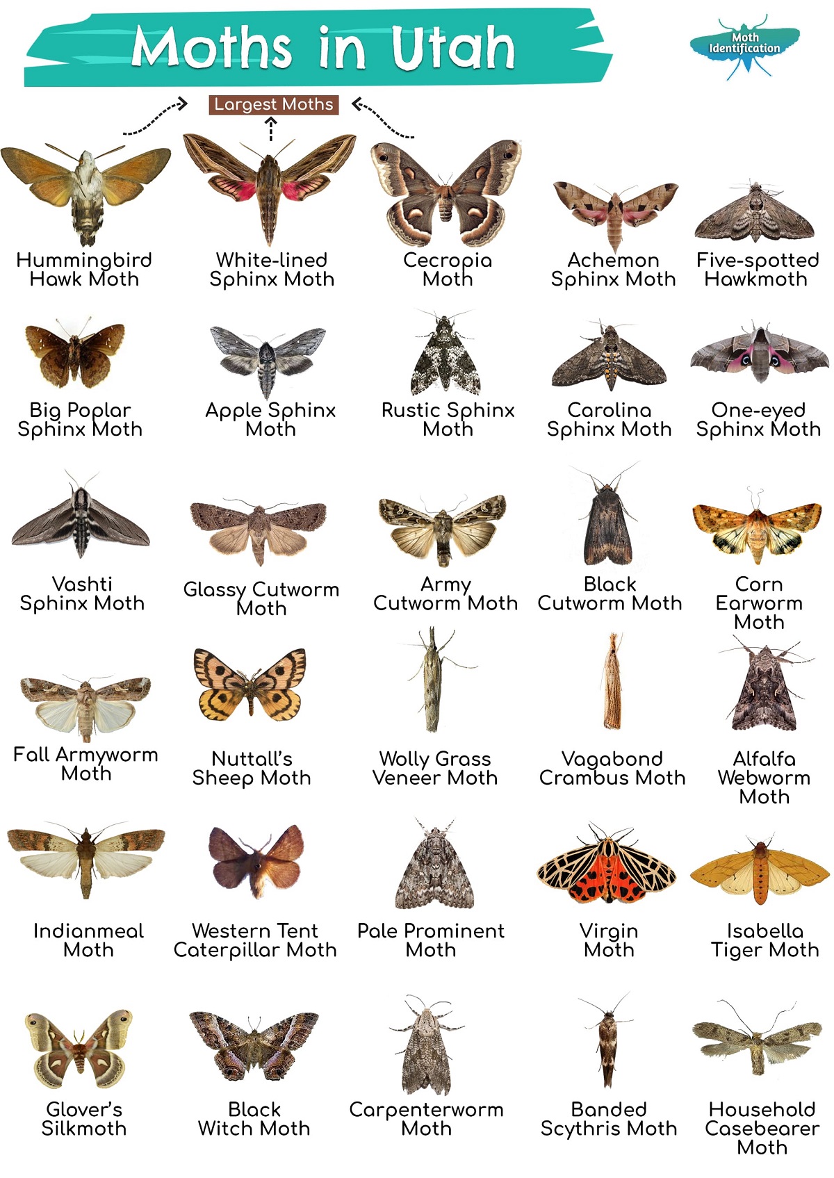 Types of Moths in Utah