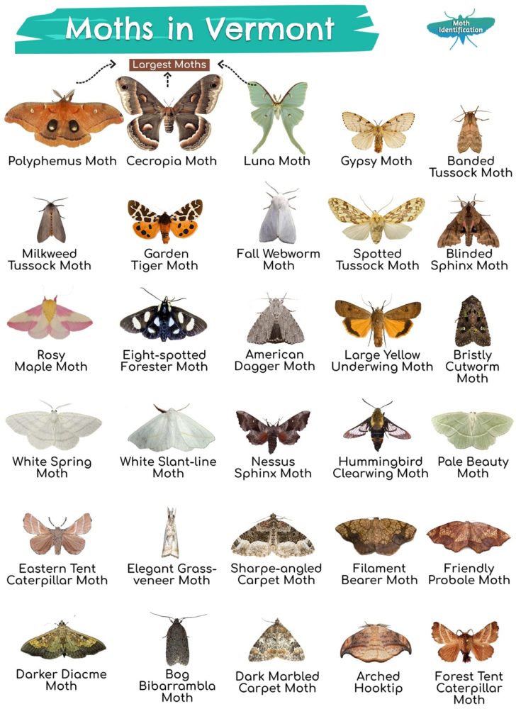 Types of Moths in Vermont