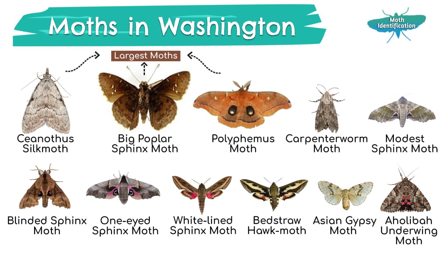 types-of-moths-in-washington-state
