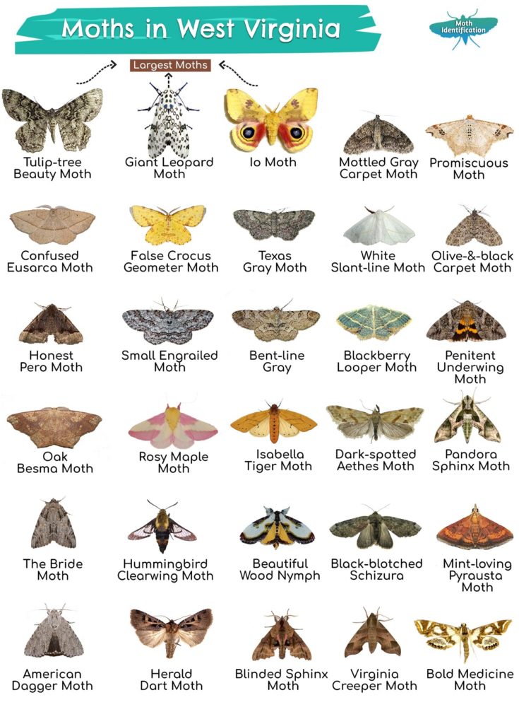 Types of Moths in West Virginia