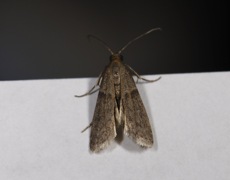 Almond Moth Identification, Life Cycle, Facts & Pictures