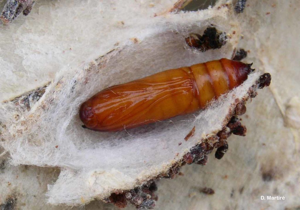 Almond Moth Identification, Life Cycle, Facts & Pictures