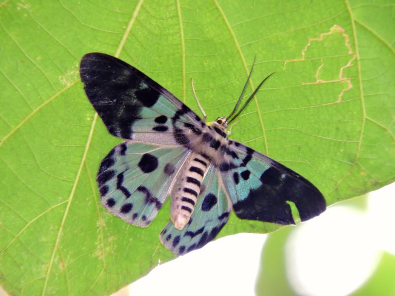 Blue Tiger Moth– Identification, Life Cycle, Facts & Pictures