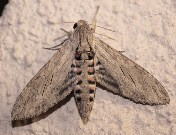 The Convolvulus Hawk-moth (Agrius - Butterfly Conservation