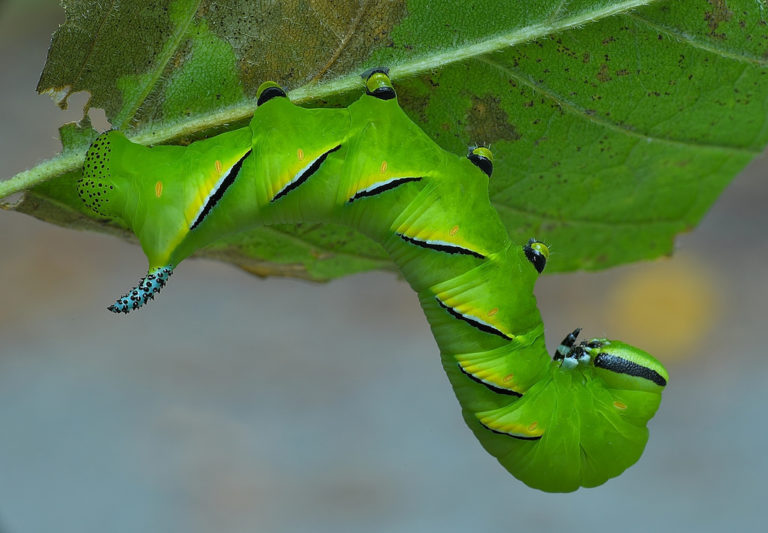 Laurel Sphinx Moth Identification, Life Cycle, Facts & Pictures