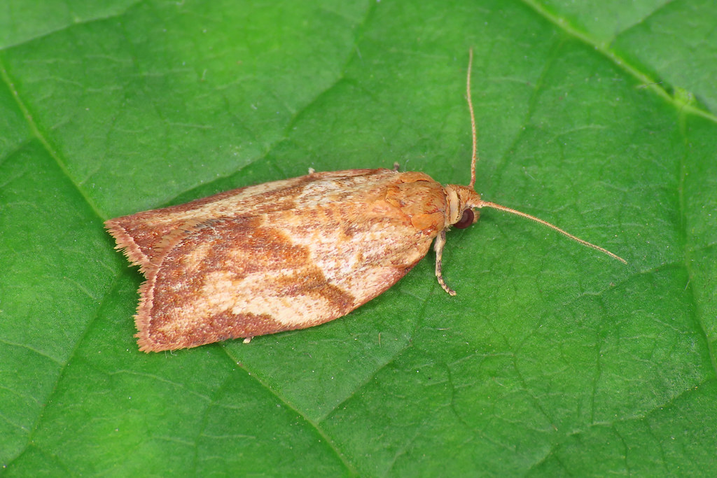 Epiphyas fruit moths in Western Australia – light brown apple moth