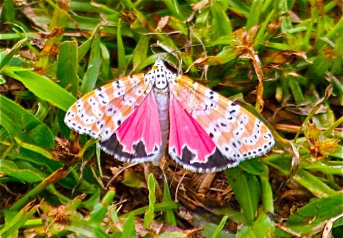 Rattlebox-Moth-Picture.jpg