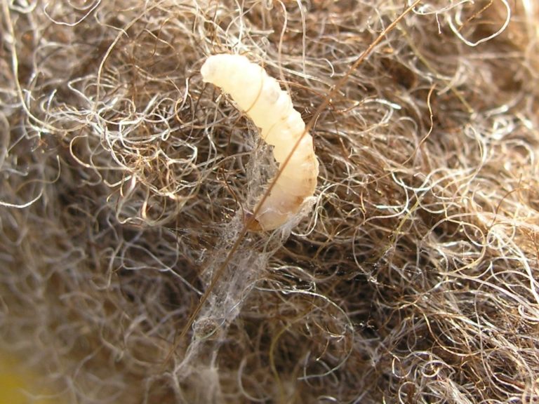 Common Clothes Moth Identification, Life Cycle, Facts & Pictures