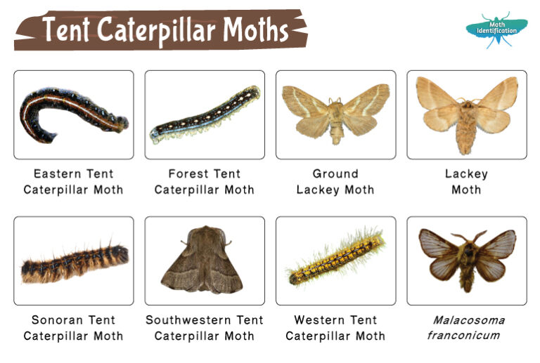 Lappet moths identification life cycle facts pictures